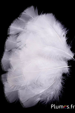 Dinde effilée - 6-8 cm - crème
